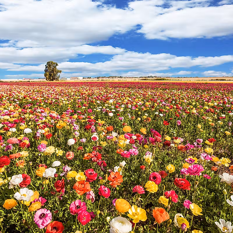 un champ plein de fleurs colorées sous un ciel bleu