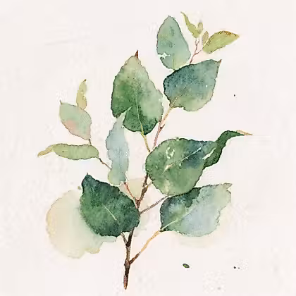 Branch of green Australian eualyptus leaves