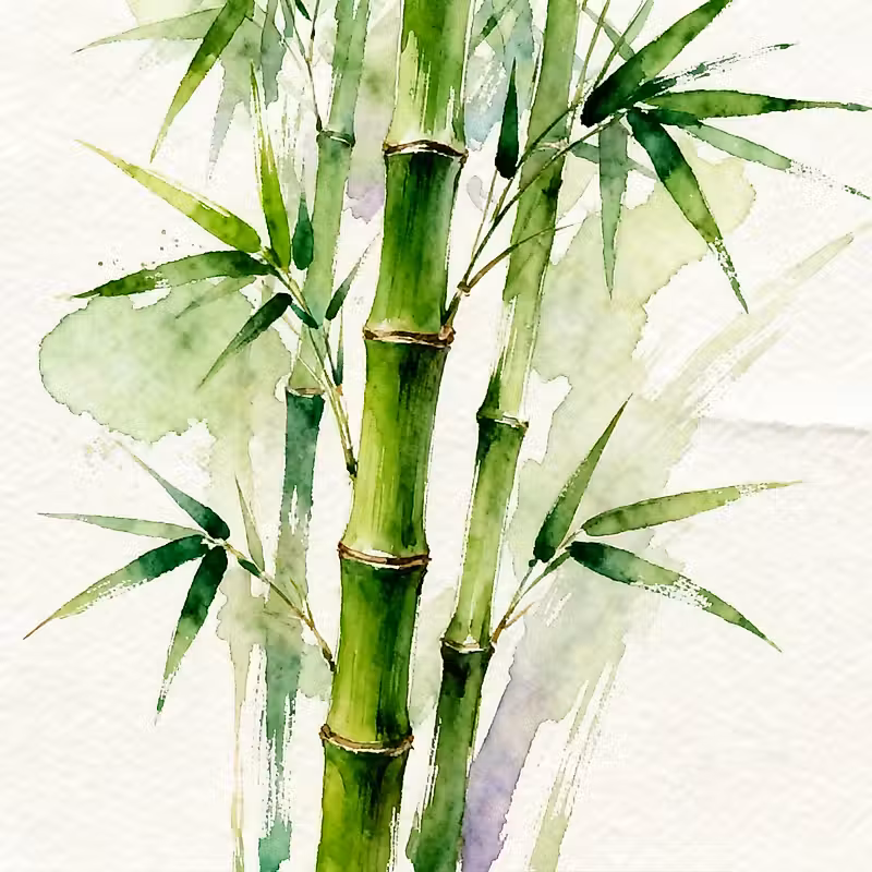 Plante verte de bambou porte-bonheur avec des feuilles