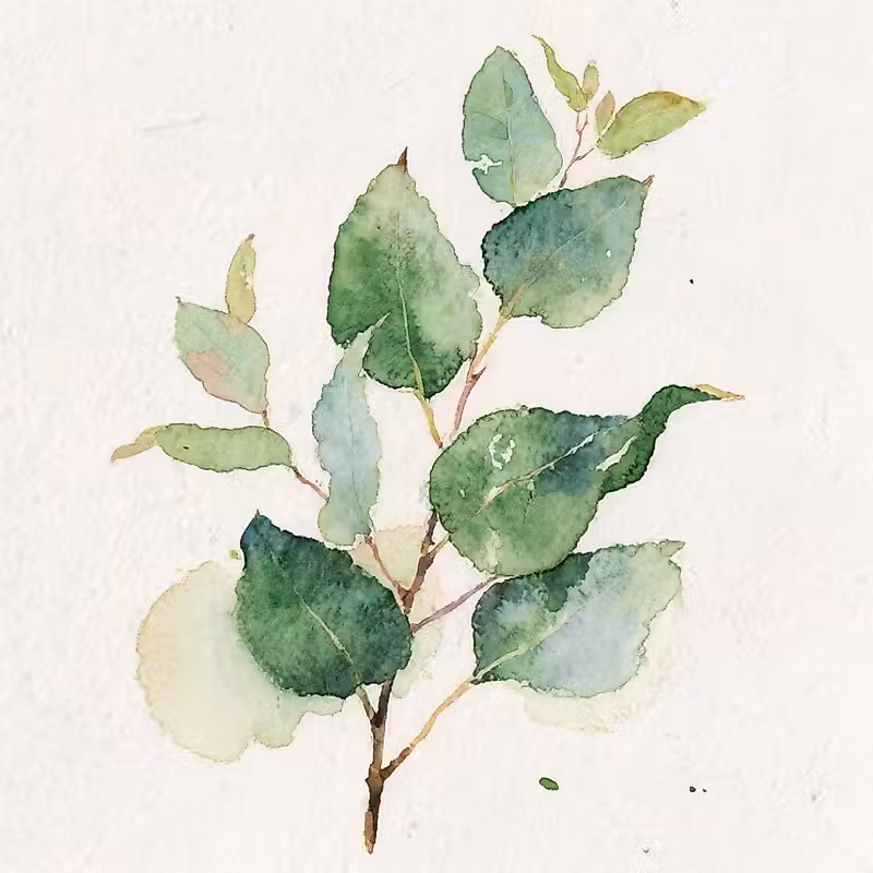 Branche de feuilles d'eucalyptus australien vert