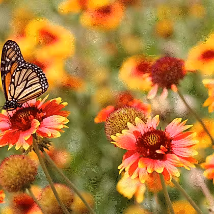 un papillon monarque posé sur une fleur rouge et jaune