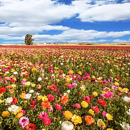 un champ plein de fleurs colorées sous un ciel bleu