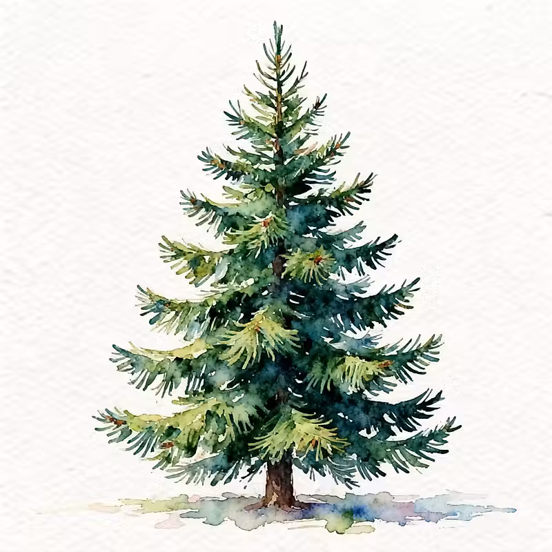 Un arbre complet de sapin de Fraser dans un style aquarelle