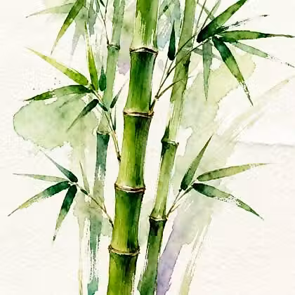 Green plant of lucky bamboo with leaves