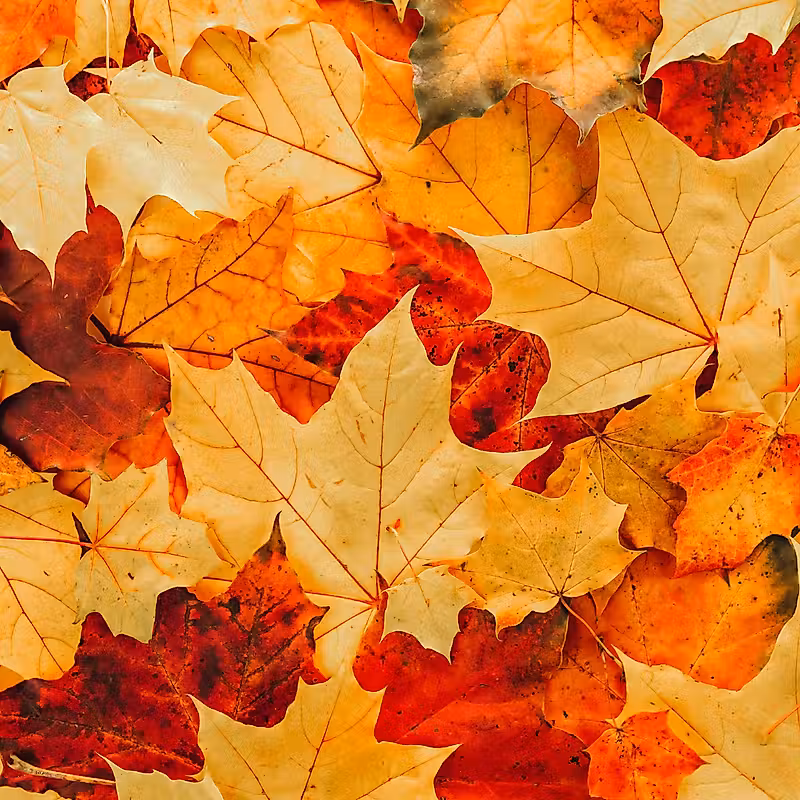 Fall Fragrance Oil Jumbo Sampler