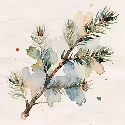A piece of stem of Balsam Fir with green needles