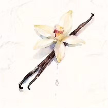 Two vanilla pods with a blossom at the top