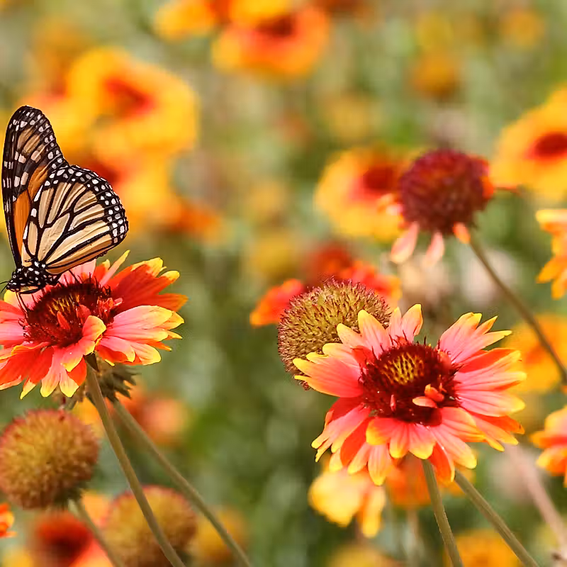 un papillon monarque posé sur une fleur rouge et jaune